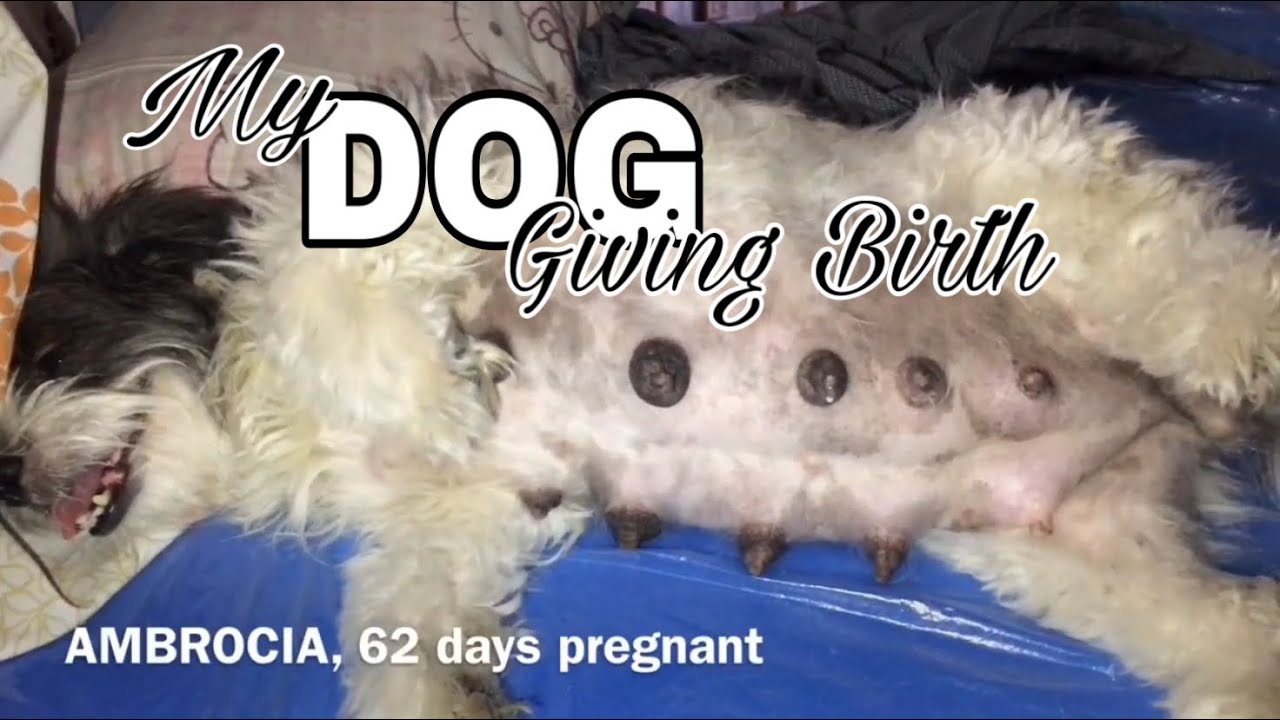 Dynamic Can A Dog Give Birth To A Cow Photo Concept Dynamic Can A Dog Give Birth To A Cow Photo Concept