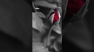 Selda Bağcan Dön Gel Birtanem Resimi