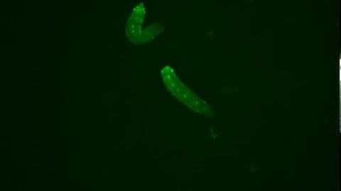 crawling Drosophila larvae