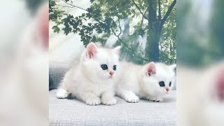 Trying To Get These Twin Kitties Attention
