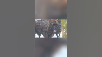 تلاوة مؤثرة يرق لها القلب الشيخ يونس اسويلص! وَيُنَجِّي اللَّهُ الَّذِينَ اتَّقَوْا بِمَفَازَتِهِمْ