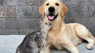 This Gentle Den Retriever And Tiny Kitten Will Melt Your Heart