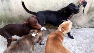 Blackjack E Brownie American Pitbull Terrier