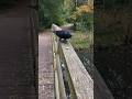 Being followed by this sweet crow | Interacting with birds #GodsCreation #Nature #Animallove #Shorts