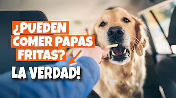 ¿Pueden los perros comer patatas fritas?