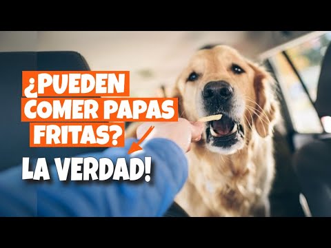 Video: ¿Qué pasa si un perro come patatas fritas?