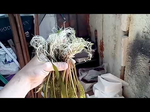 Криптокорина апоногетонолистная. Упаковка для отправки покупателю.