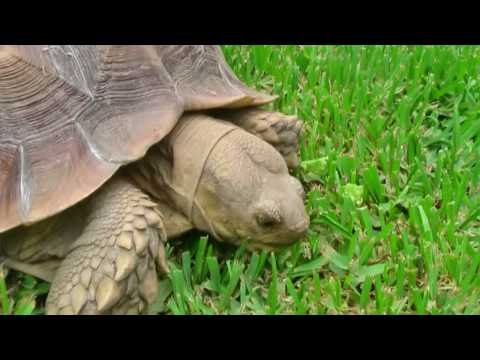 african sulcata Turtle