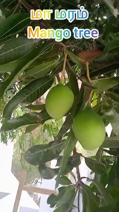 mango-tree-uses-in-tamil-youtube