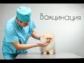 Вакцинация//КАКИЕ ПРИВИВКИ ДЕЛАТЬ?