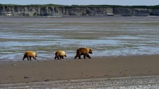 Increase in deadly bear attacks in Alaska