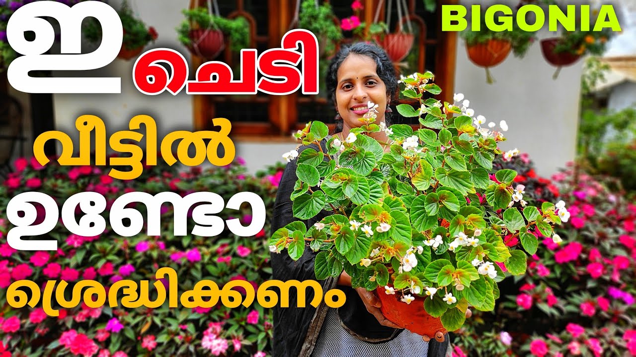 ബിഗോണിയ ചെടിയെ ശ്രെദ്ധിക്കണം |Begonia plant should be noted |J4u Tips