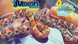 Cloud Colubrids Ships Out Some Beautiful Cornsnakes.