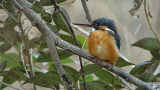 カワセミ Common kingfisher と降ってきた雪。December 31,2017