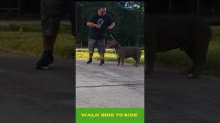 Bully Stack-Off 101 #qbnkennel #americanbullyxl #shorts