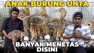 BELAJAR MENETASKAN ANAK BURUNG UNTA LANGSUNG DARI AHLINYA..!