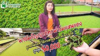 พาชมกัญญาภัทรฟาร์มแหนแดง สร้างรายได้สูงสุด 50,000 บาท l Ep103 ชมสวนเกษตรกรไทย