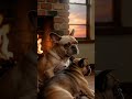 French Bulldog Sunset Serenade 🐾🌅 Fireplace Dreams ✨