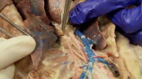 Cat Anatomy Post-Dissection: Thoracic Cavity
