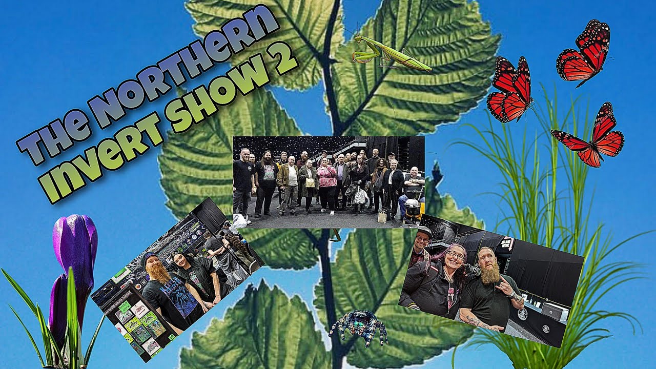 Barnsley Invert Show 2nd Part