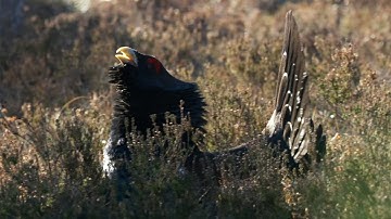 Capercaillie Clash: A Fight for Mating Rights (4K Documentary)