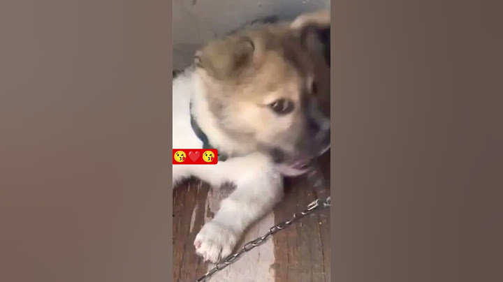 කාටද ඔනී මේ වගේ සුරතලයෙක්