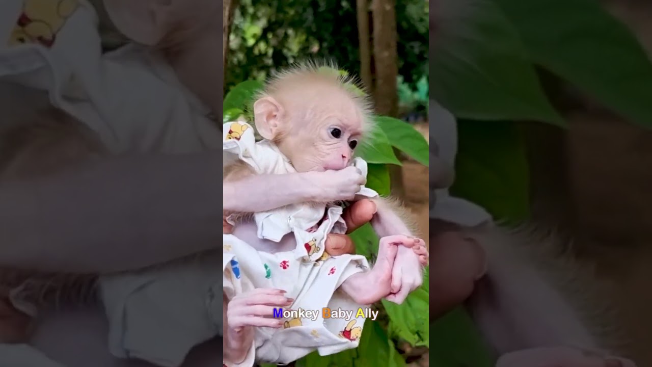 Cute Baby Monkey Ally 