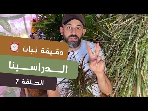 فيديو: العناية بالنباتات Dracaena - نصائح لزراعة نبات Dracaena في الداخل