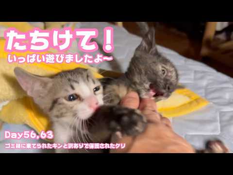 たちけて～！ いっぱい遊んだニャン ゴミ箱に棄てられたキンと訳ありで