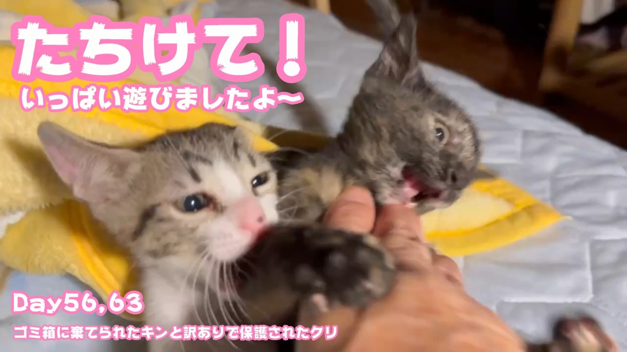 たちけて～！ いっぱい遊んだニャン ゴミ箱に棄てられたキンと訳ありで
