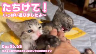 たちけて～！ いっぱい遊んだニャン ゴミ箱に棄てられたキンと訳ありで