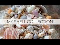 What do shell collections look like? Sharing my shell collection that I've been building for 2 years