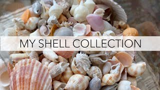 What do shell collections look like? Sharing my shell collection that I've been building for 2 years