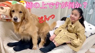 格下娘には容赦ない対応をする大型犬クッキー【ゴールデンレトリバーとミニチュアダックスフンド】