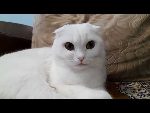 Видео: Почему моя кошка худеет? Часто задаваемые вопросы о кошачьем гипертиреозе