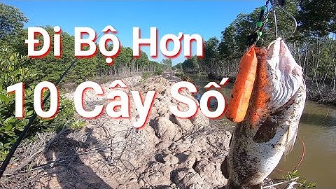 Câu Cá Chẽm ( Cá Vược )  Tự Nhiên Câu Lure Mồi Mềm Dấu Lưỡi Fishing seabass