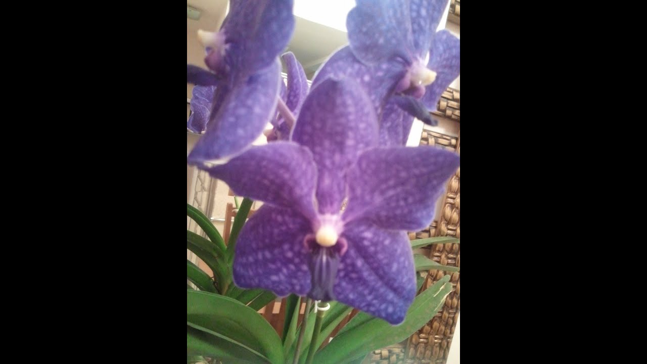 Jardim de Inverno de Orquideas com iluminação artificial ...