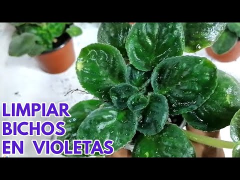 Video: Manejo de insectos violetas africanas: cómo controlar pulgones en violetas africanas