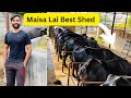 Best shed for buffaloes  grewal buffalo dairy farm