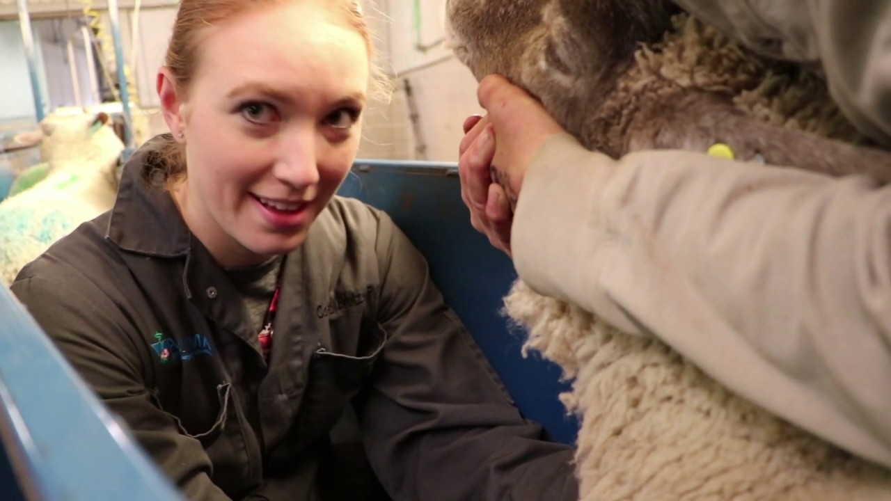 Applied Research | Sheep Metabolites