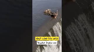 شاهد ماذا فعلت البطه عند سقوط صغيرها