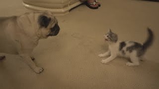 Celebrity PUG MEETS NEW KITTEN FOR THE FIRST TIME!! | FaZe Rug Net Worth