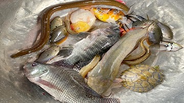 Kem Chanel đi bắt cá được cá chép, cá vàng, con rùa xanh, con ếch, cá màu sắc, cá trê, con cua