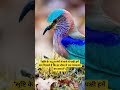 प्रकृति के इन नन्ही जानों में छिपा है जीवन का गहरा सार#Prakriti#birdlife#shortvideo