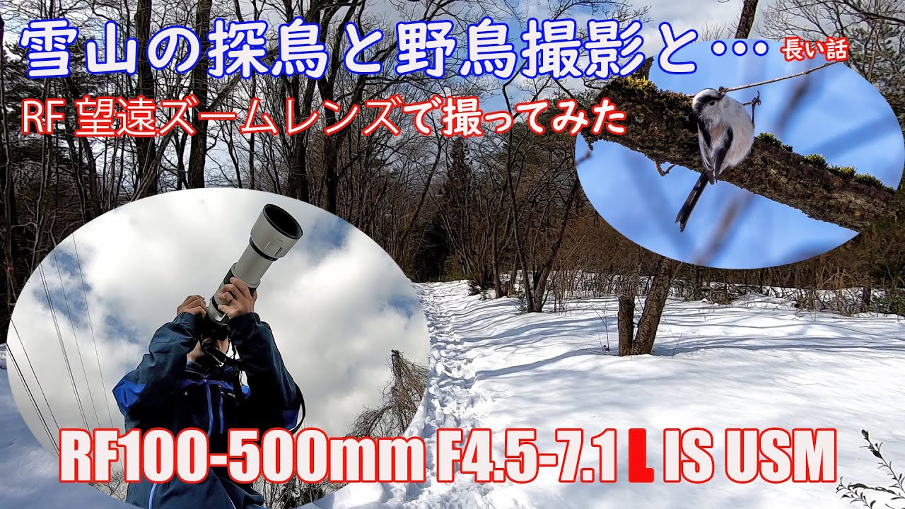 野鳥撮影に！Canon EF 500mm F4 IS 野鳥撮影に！Canon EF 500mm F4 IS