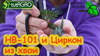 НВ-101 и ЦИРКОН - своими руками. Приготовление стимулятора растений из хвои.