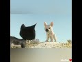 فيلم بولت ده كله تمثيل مشهد مؤثر