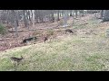 Calm and relaxing deer grazing