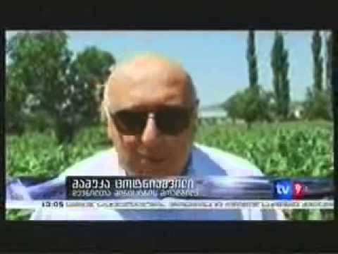 დევნილთა ბიზნესპროექტები