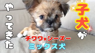 ミックス犬 子犬がやって来た 迎え入れたころのパピーむぎ チワワ シーズー Youtube